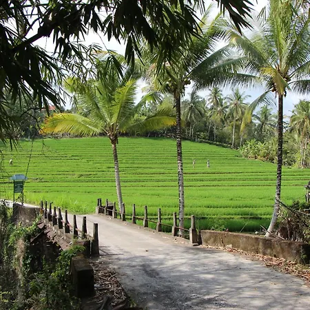 Bali Lush