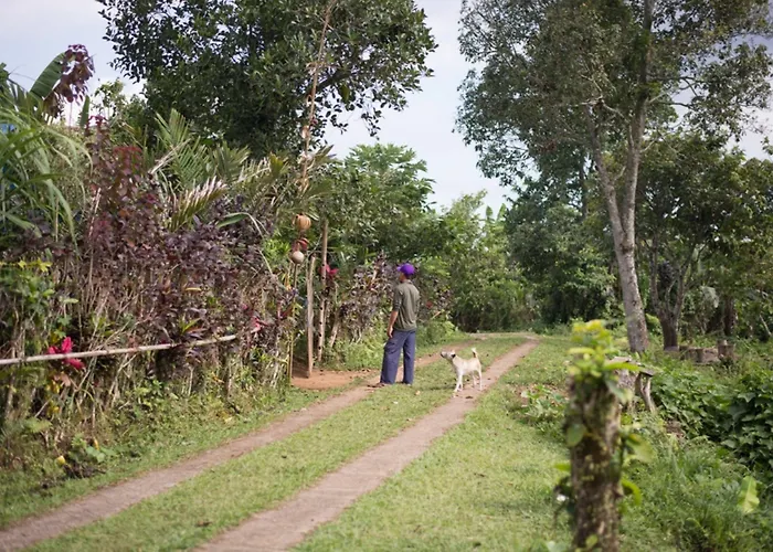 ベッド・アンド・ブレックファスト バリ ラッシュ Selemadeg